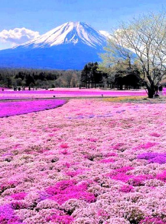 盛开，静冈县富士宫市，日本的富士山和福禄...