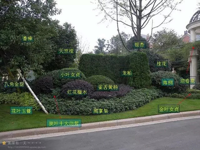 植物组团