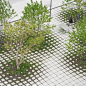 Roche_Bryum_01_b