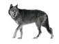 wolf_PNG23195.png (1024×777)