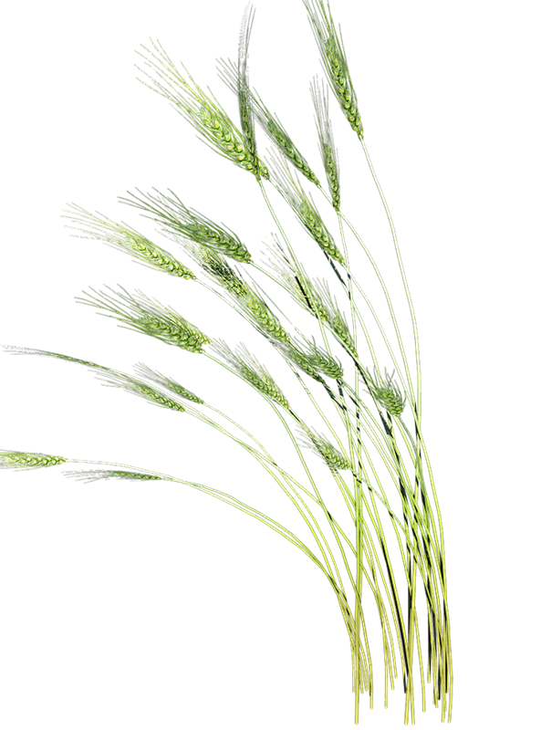 麦子 (593×800)
