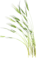 麦子 (593×800)