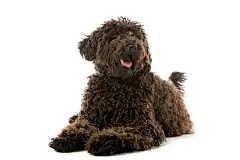 点击来源直接获取大图文件 |labradoodle (mixed breed) dog
