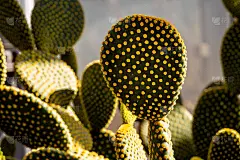 近距离拍摄的仙人掌或兔耳仙人掌，有绿色的垫状茎和遍布在植物园表面的黄色小点。