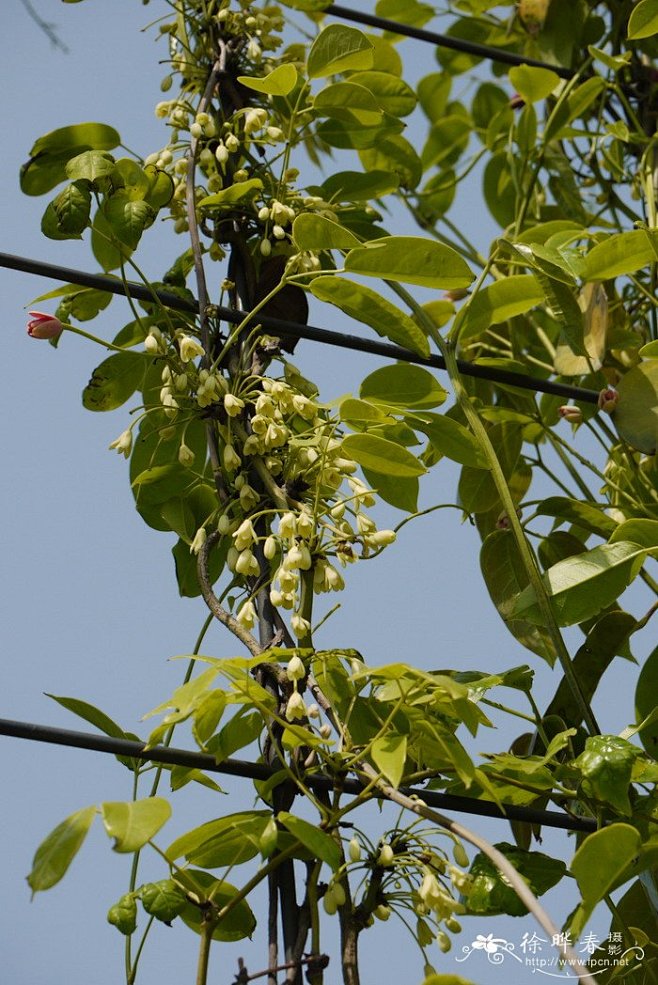 鹰爪枫holboelliacoriacea花卉图片网