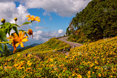 松鼠小丘采集到元素-物件-花海-花