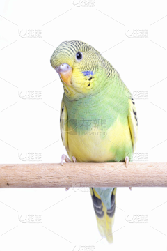 田禹陌Lucinda采集到oc animal
