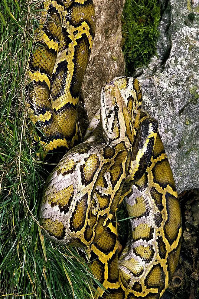 蛇目蟒蛇科蟒属印度蟒