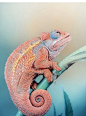 Pink Chameleon by HA... - Dumomus采集到动物 - 花瓣