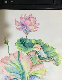 荷花 睡着了女孩