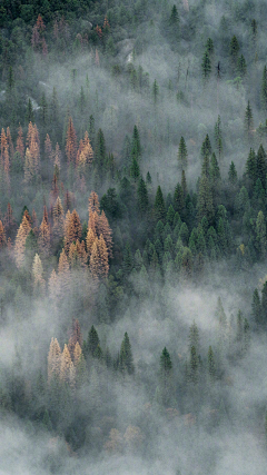 阿米头发采集到anbeer-------山景