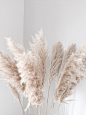 D E S I G N L O V E F E S T » PAMPAS GRASS