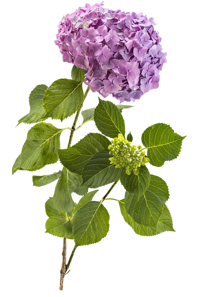 绣球花