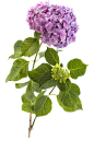 绣球花