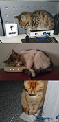终于明白为什么调制解调器叫“猫”……