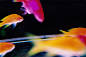 photo / gold fish | Mika Ninagawa Official Site