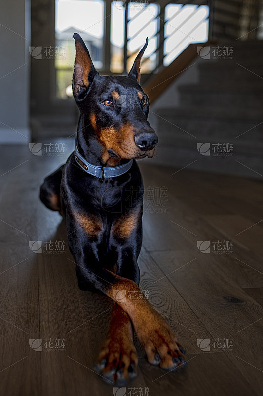 杜宾犬
