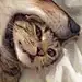 有只猫咪叫兔几