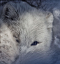 You watch me, I watch you by Serge Gagné on 500px#北极狐##白##摄影##动物#北极狐你好美，北极狐你好萌