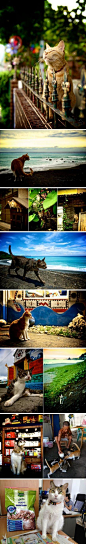 有猫的台湾真美好！年约30岁的自行车爱好者崔睿哲，凭着一颗也爱街猫的心，在今年7月中骑车单车，以露营的方式环岛一周，拍摄并记录各地的街猫

◆◆_helen猫的微博