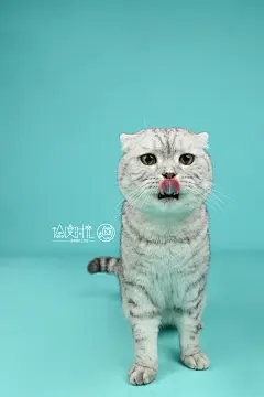 行走的表情包，严肃的大脸！ 哈哈～  徐度时光——棚拍系列