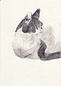 Mexican blue : one drawing a day