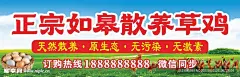 农家散养土鸡纯天然海报喷绘