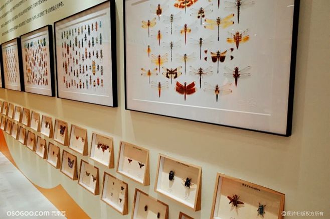 「随虫去野」昆虫艺术特展|资讯-元素谷(...