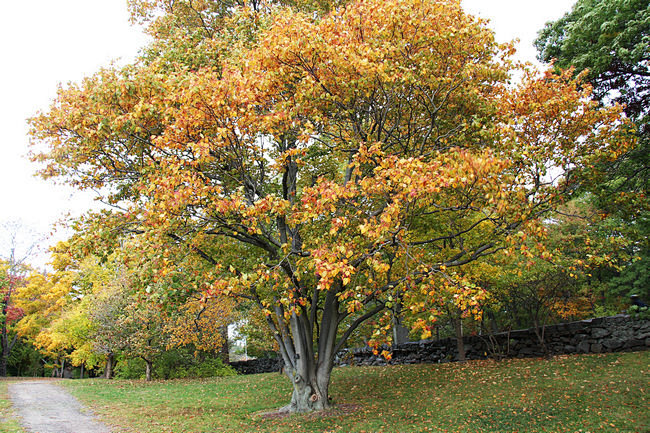 水榆花楸（Sorbus alnifoli...