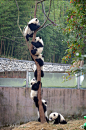 6熊猫
