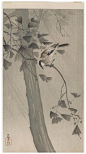 日本画家小原古邨工笔花鸟作品欣赏 —— 小原古邨（おはらこそん，Ohara）（1877年-1945年），日本画家，本名小原又雄，1877年生于日本金泽，日本画家铃木华邨的学生。他的作品以花鸟、植物、动物为主。细腻逼真，色彩柔和流畅，是极为精致的室内装饰画。在美国Ernest Fenollosa博士的指引下，创作了许多销往美国的kacho-ga作品。