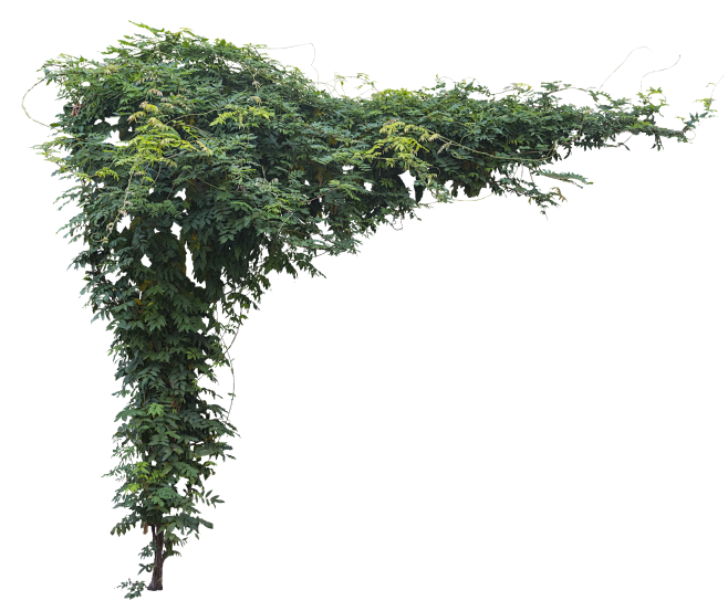 png-cutout-pack-foliage-nomad-photo-reference-07