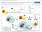 【科研绘图】用 Google 搜图查了下几年前为江苏南京东南大学中大医院呼吸内科绘制的论文医学插图 ，才发现是登载在 24 Feb, 2021《磁共振物理、生物和医学材料》（Magnetic Resonance Materials in Physics, Biology and Medicine）上。EGFR-specific single-chain variable fragment antibody-conjuga ​​​​...展开全文c