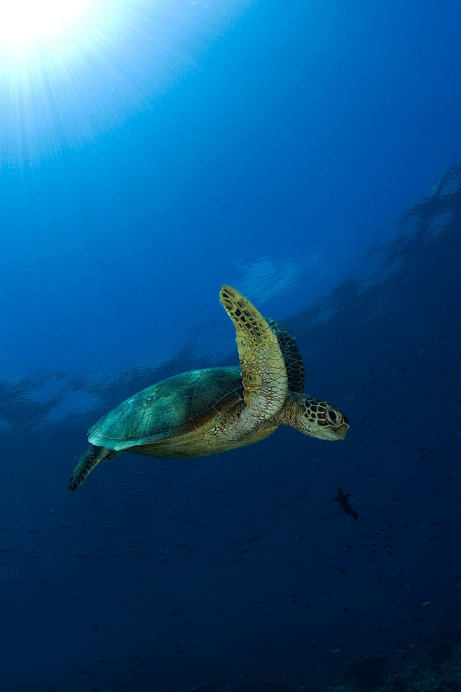 Underwater Photograp...