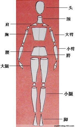 浅若夏沫&采集到人体结构