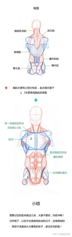 人体躯干肌肉到底怎么画？（比例+穿插关系） : 春哥课堂是我所在的工作室做的条漫绘画教程，为大家的人体绘画学习提供简单的参考。希望大家喜欢哦(≧∇≦)ﾉ本期关键词：比例、穿插关系 更多的原创绘画教程可以关注我的微博：@画画的春哥 微信公众号：动漫手绘…