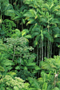 Trees- so lush and green-India