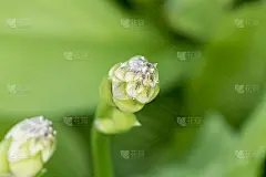 紫玉簪就要开花了!