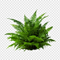 免费 PSD 波士顿蕨类植物 nephrolepis 欣喜若狂 png 隔离在透明背景上