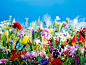 蜷川实花-《Earthly Flowers，Heavenly Colors》系列作品