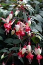 倒挂金钟（Fuchsia）是桃金娘目、柳叶菜科、倒挂金钟属的植物，又名灯笼花和吊钟海棠。原产墨西哥。