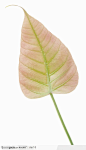 美丽树叶-粉色心形叶片
