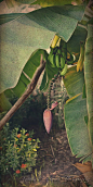 10x20个自然的热带装饰，香蕉，芽，芭蕉树，加勒比海装饰，艺术墙，度假，旅游艺术，叶子，绿色红色装饰艺术