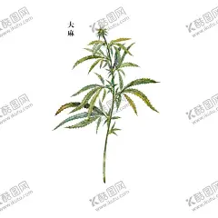 草本植物药材图片 【酷图网】中医,医学,传统,医疗,中药,中草药,药膏,中国风,工笔画,创意手绘,水彩中草,中草药植物,花卉本草,药,中草药材,药材,手绘,中医草药,中医药材,中药材,金银花,牛黄,黄连,人参,甘草,薄荷,冬虫夏草,丁香,药材插画,线稿,素描,手绘药材,手绘中药,草本,草药插画,手绘植物,免扣,PNG,素材