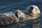 全部尺寸 | Adult Sea Otter (Enhydra lutris) in Morro Bay, CA - This is one of my better photos | Flickr - 相片分享！ #摄影比赛#