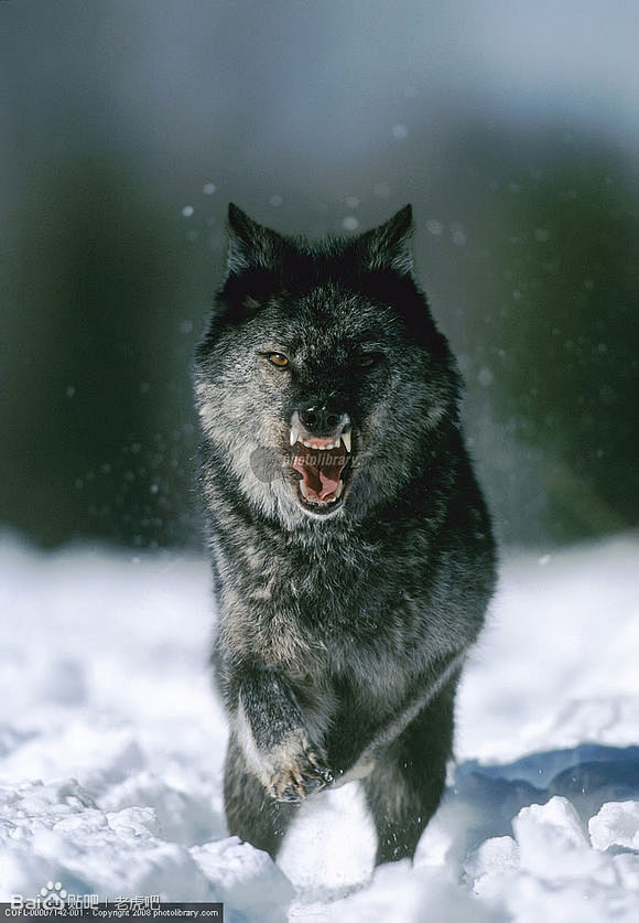 多图凶相毕露野性喷发狼霸气恫吓狼吧百度贴吧