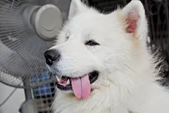 点击来源直接获取大图文件 |白色萨摩耶成年犬微笑着伸出舌头