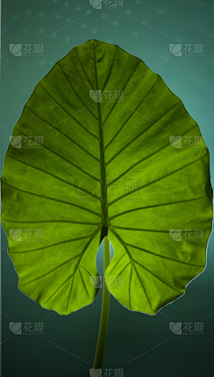 eleven十一11采集到水彩临摹