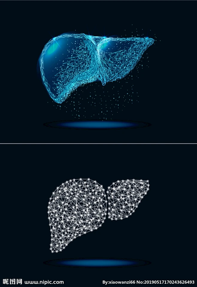身体器官肝脏矢量图-花瓣网