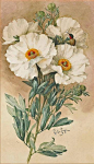 Paul de Longpré -  "Matilija Poppies" c.1901